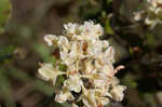 Dogtongue buckwheat